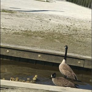 Meet your Posher, Pinal